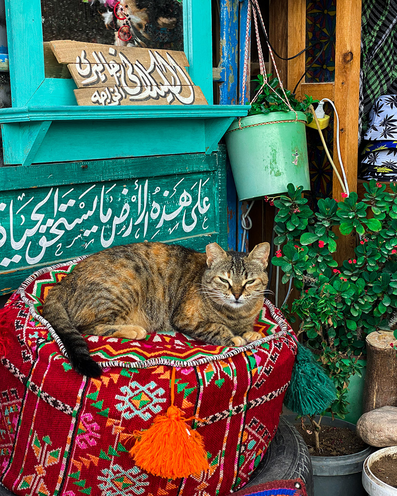 Adorable cat resting on a vibrant pouf, representing the local charm and relaxed atmosphere of Dahab, Egypt.
