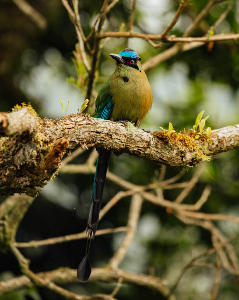Birdwatching in Salento Colombia Coffee Region