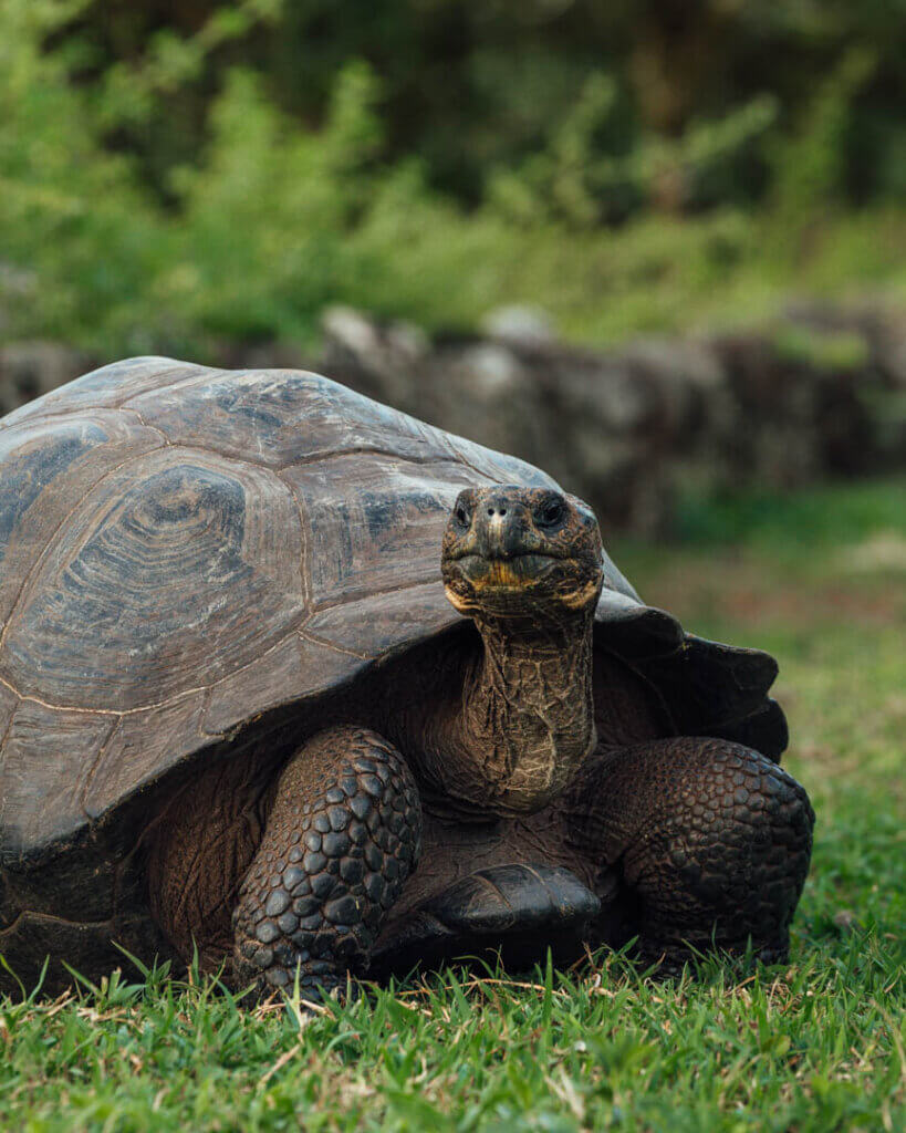 Galapagos Giant Tortoise Wildlife photography in Galapagos Islands