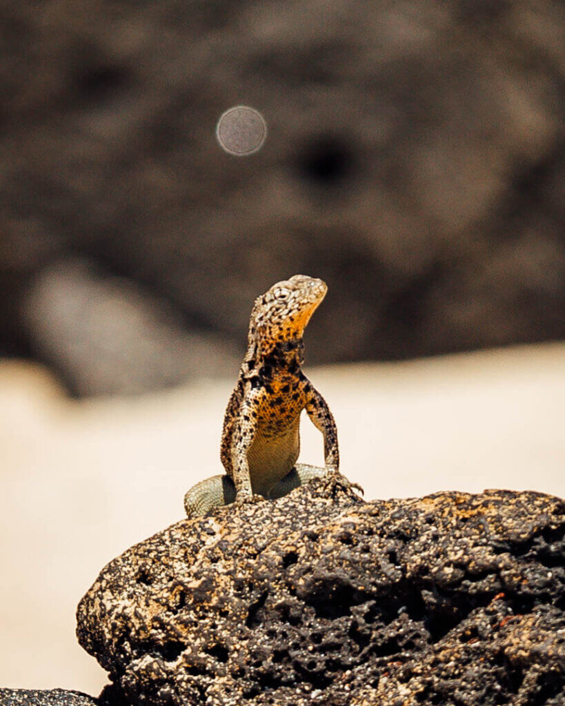 Lizard Wildlife photography in Galapagos Islands