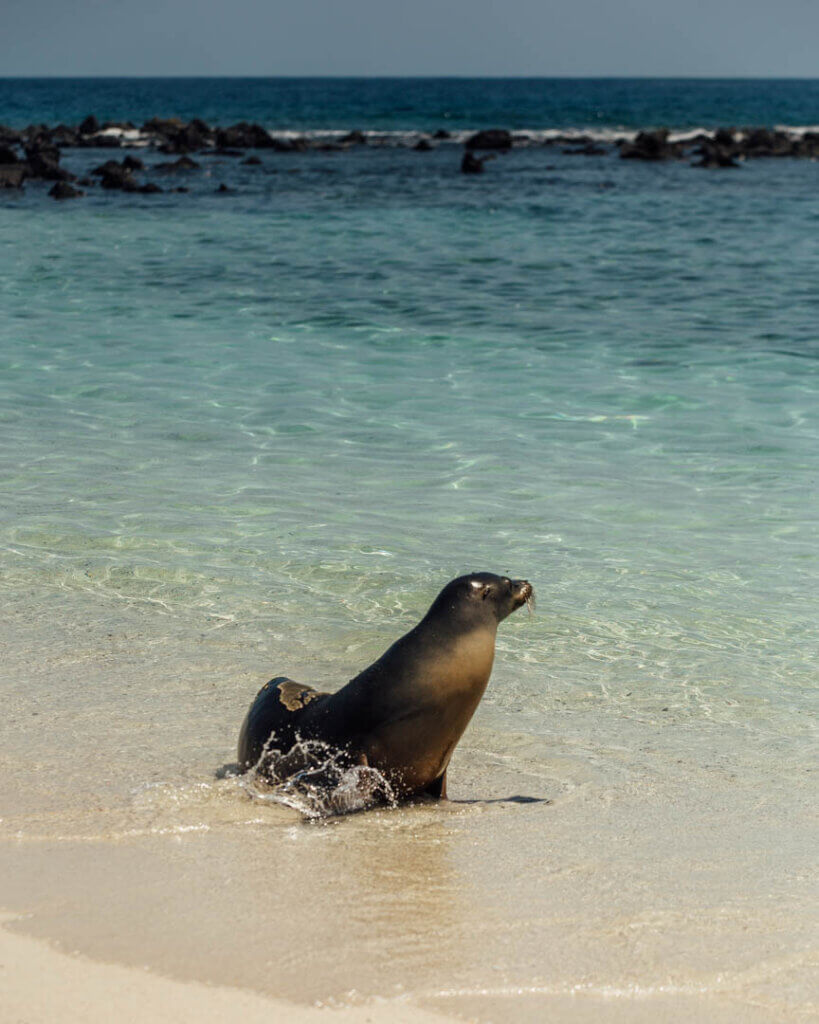Sea Lion Wildlife photography in Galapagos Islands