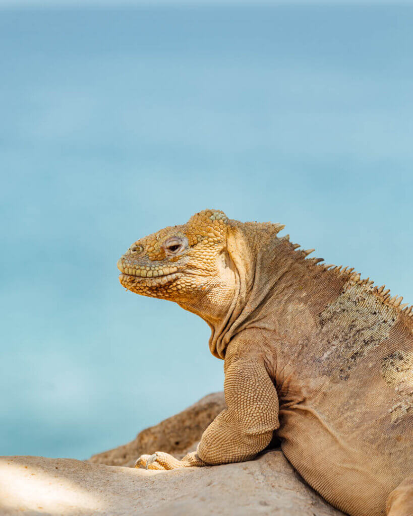 Wildlife photography in Galapagos Islands - Land Iguana