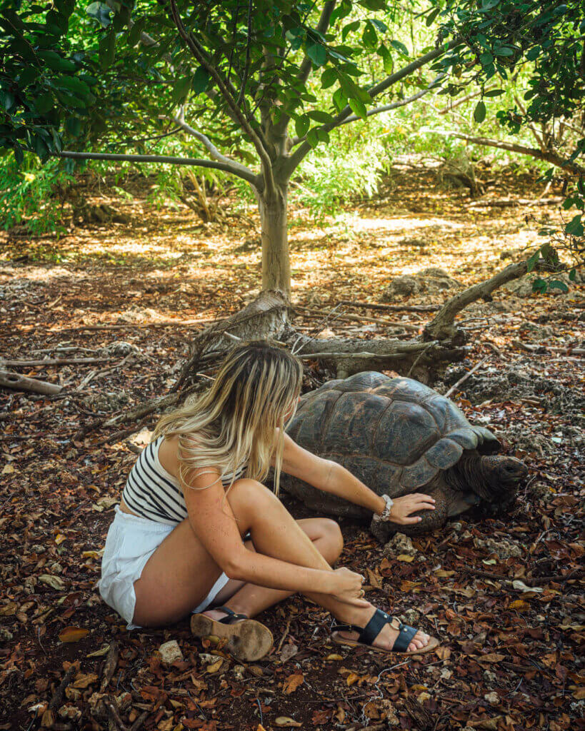 Prison Island Zanzibar, Aldabra Giant Tortoises