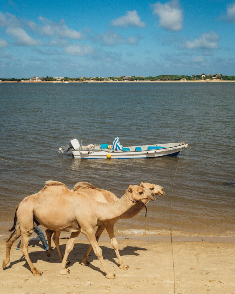 Camels in Lamu Shela - Kenya itinerary 10 days