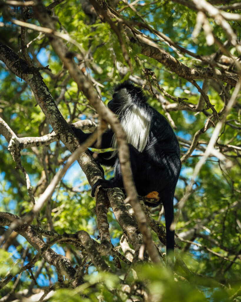 Colobus Monkey Kenya