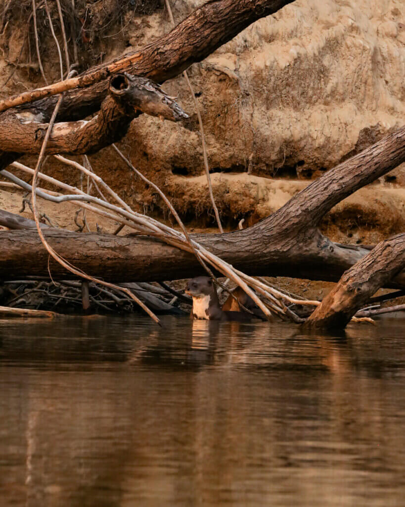 Karanambu is one of the best places in Guyana to see thr Giant River Otter