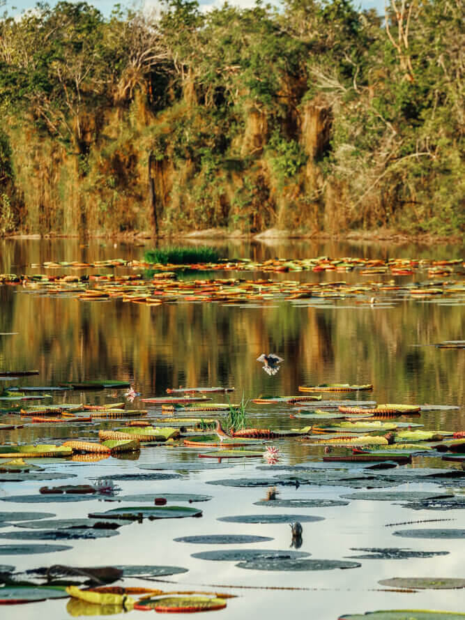 Oxbow Lake - Observing Arapaima