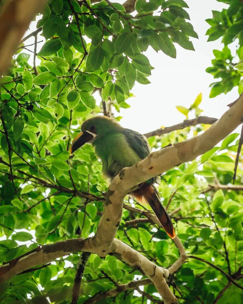 Green Toucan Birdwatching Experience in Salento Colombia