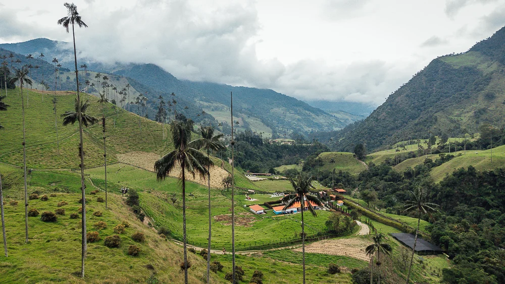 Iconic Wax Palm Trees Cocora Valley iin Salento and Colombias Coffee Region