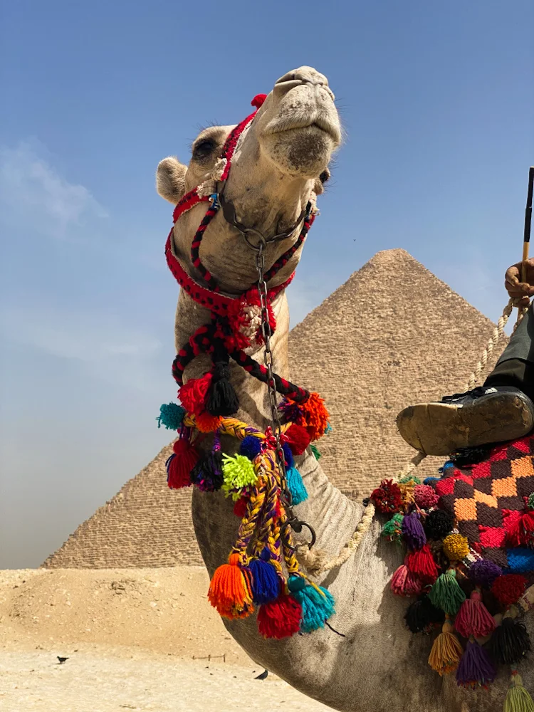 Camels at Pyramids of Giza Cairo