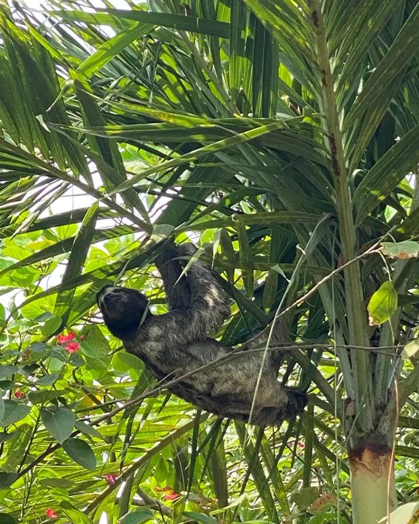 Spot a sloth as part of your Cartagena itinerary 