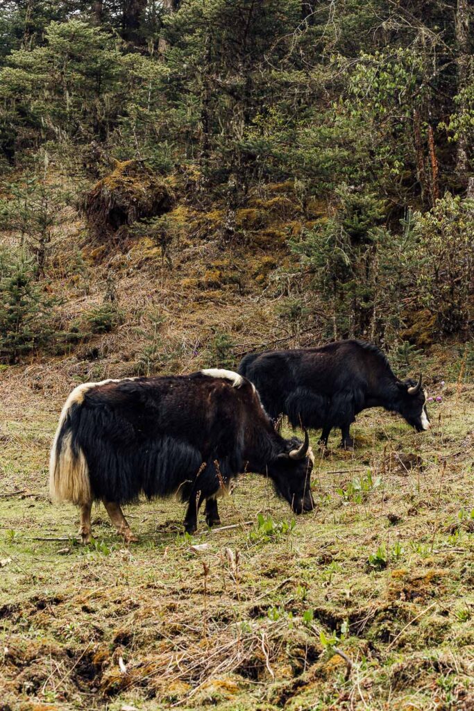 Haa Valley is one of the best places to visit bhutan