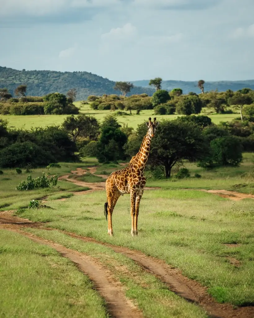 Giraffe Kenya Masai Mara 