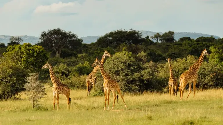 Giraffe standing tall in Masai Mara
