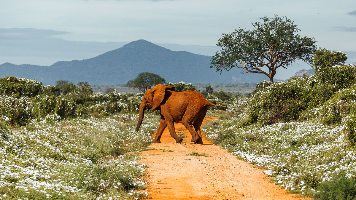 Elephant in Tsavo National Park