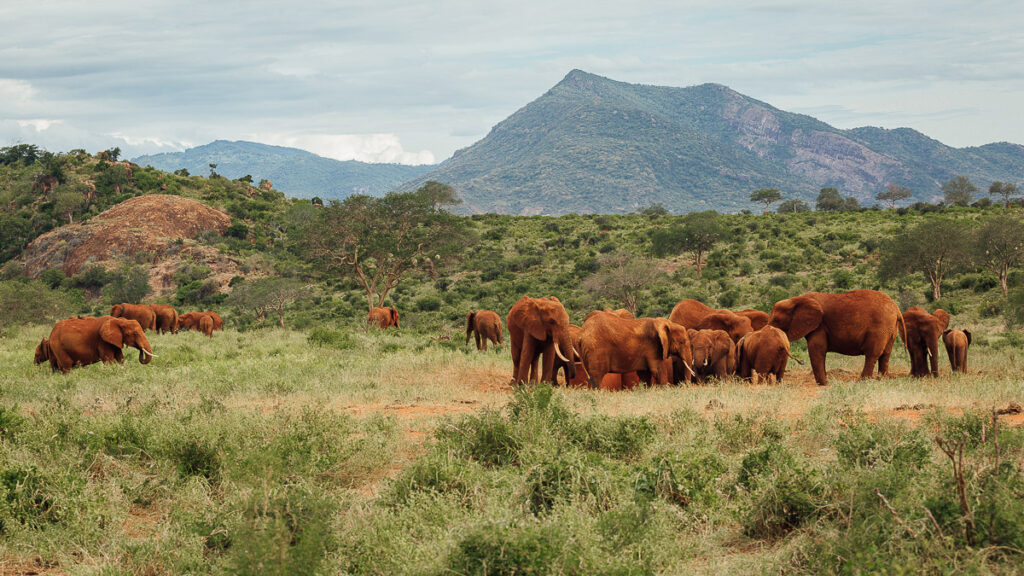 A herd of elephants walking through Tsavo West National Park