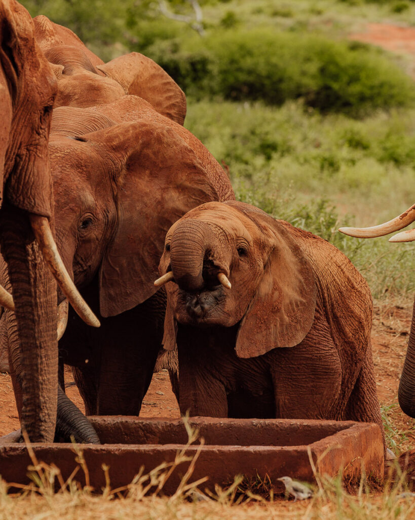 Baby elephant in tsavo national park west