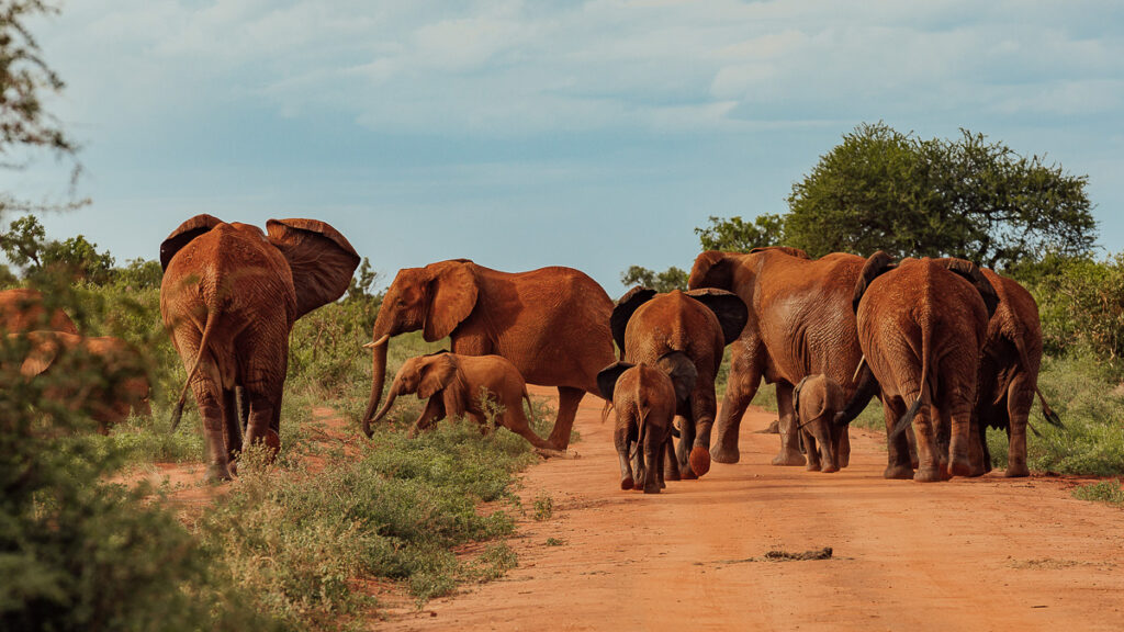 Elephant herd in tsavo national park west