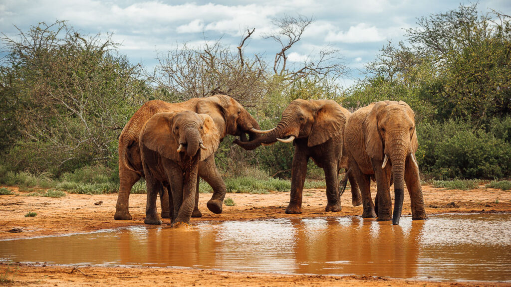 Elephants in tsavo national park west