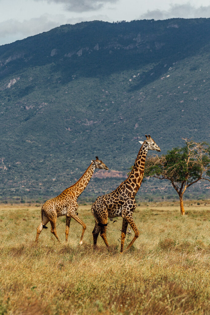 Giraffes in tsavo national park west