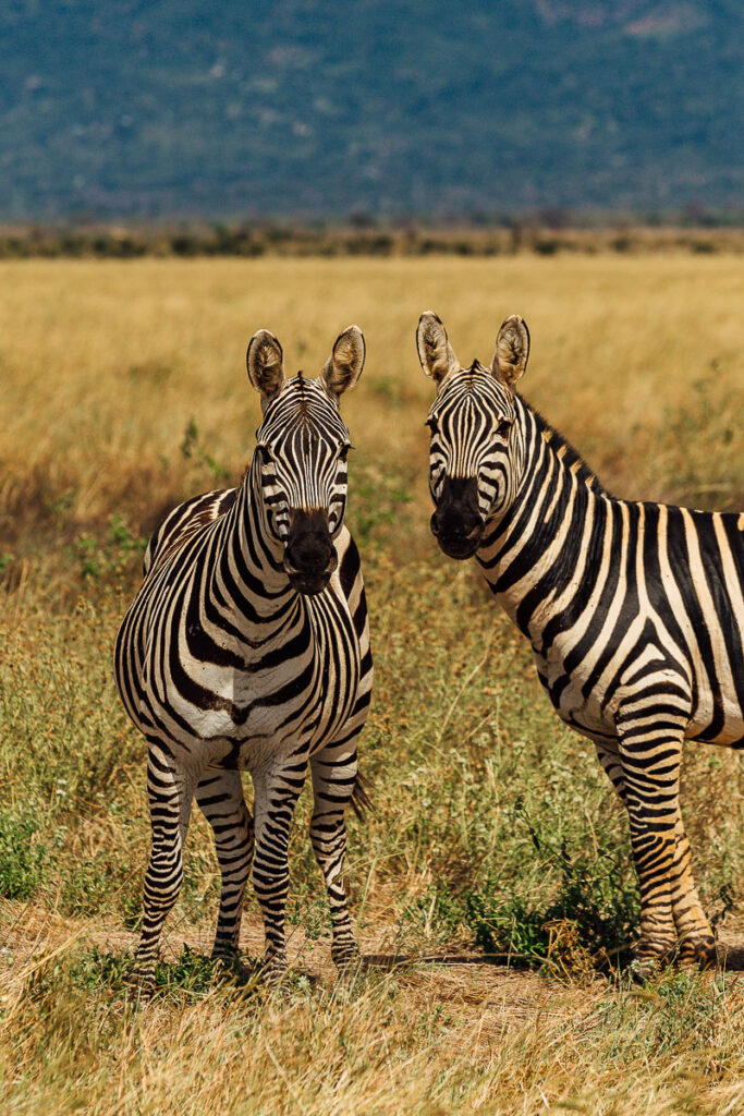 Zebras in tsavo national park west
