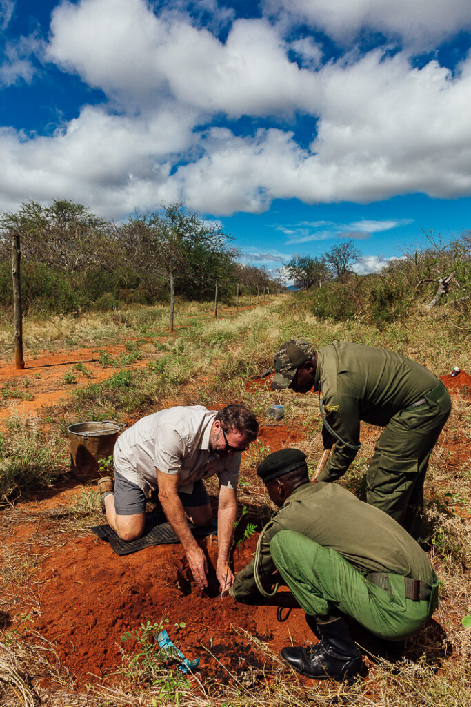 Planting trees in tsavo national park west