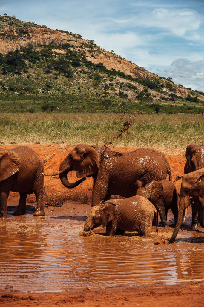 Close-up of an elephant family in Tsavo West/East National Park