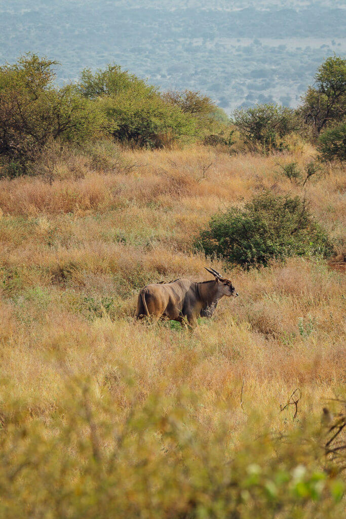 Eland in Amboseli National Park