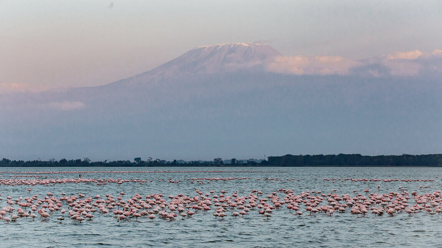 Lake with flamingos in Amboseli National Park