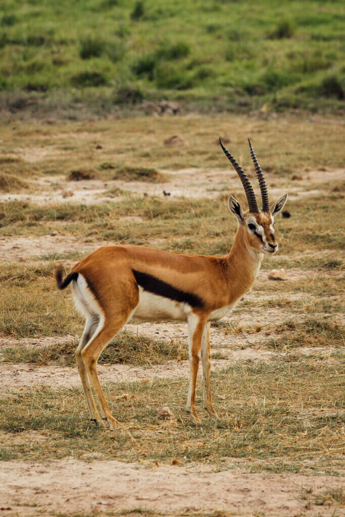 Game drive in Amboseli National Park