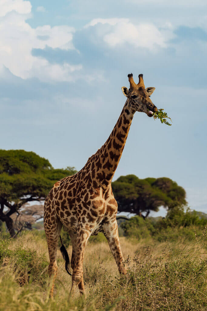 Giraffe in Amboseli National Park