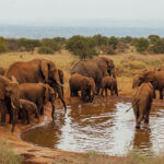 Elephants at Waterhole in Elephant Gorge Lodge, Amboseli