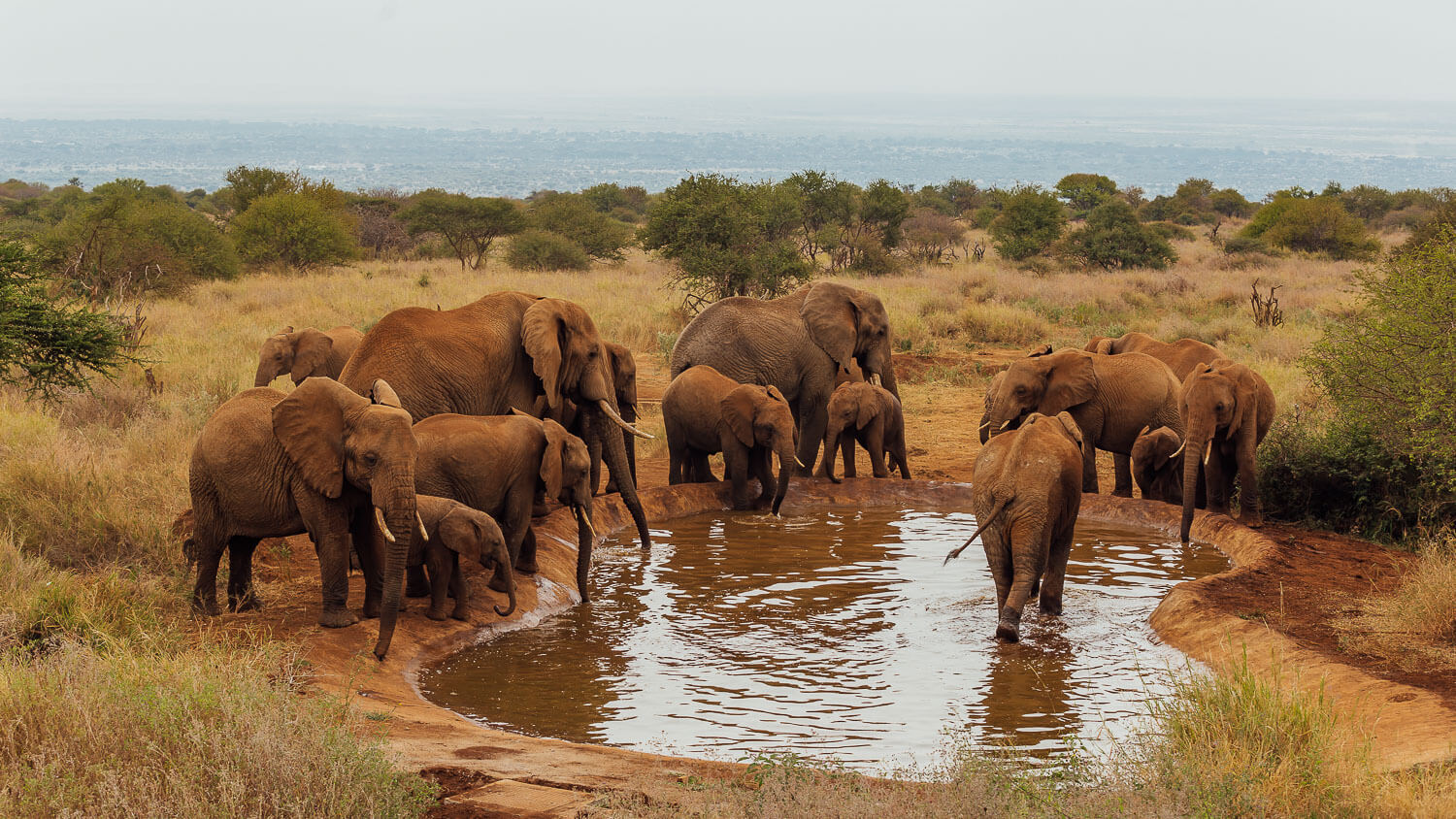 Elephants at Waterhole in Elephant Gorge Lodge, Amboseli