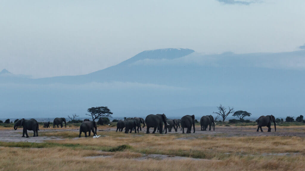 Elephant Herd in Amboseli National Park