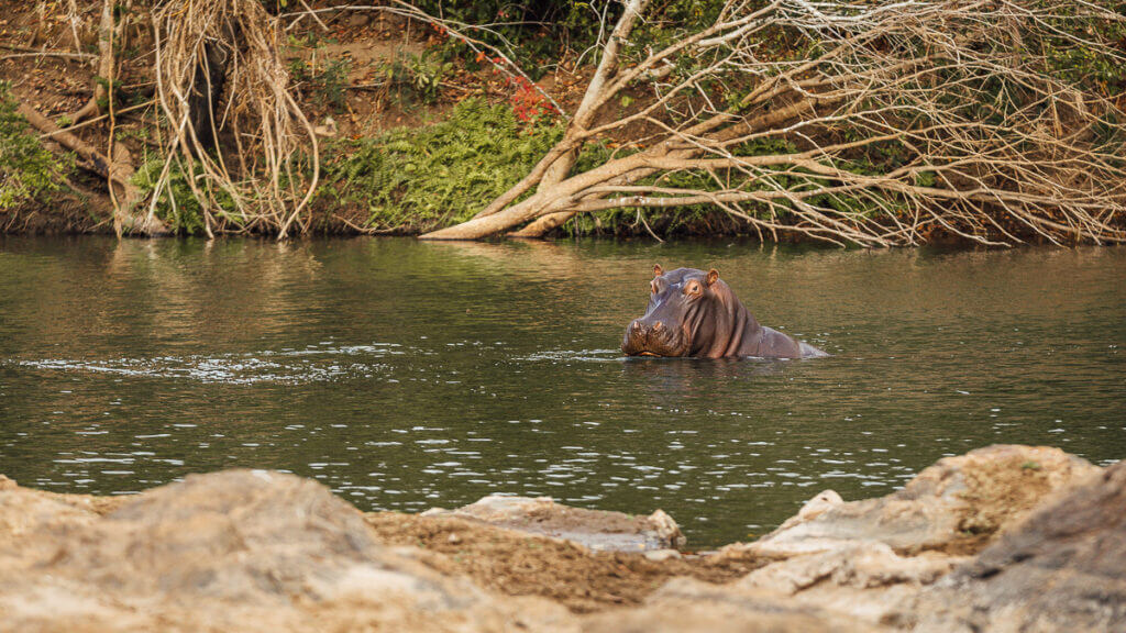 WIld hippos as one of Malawi things to see