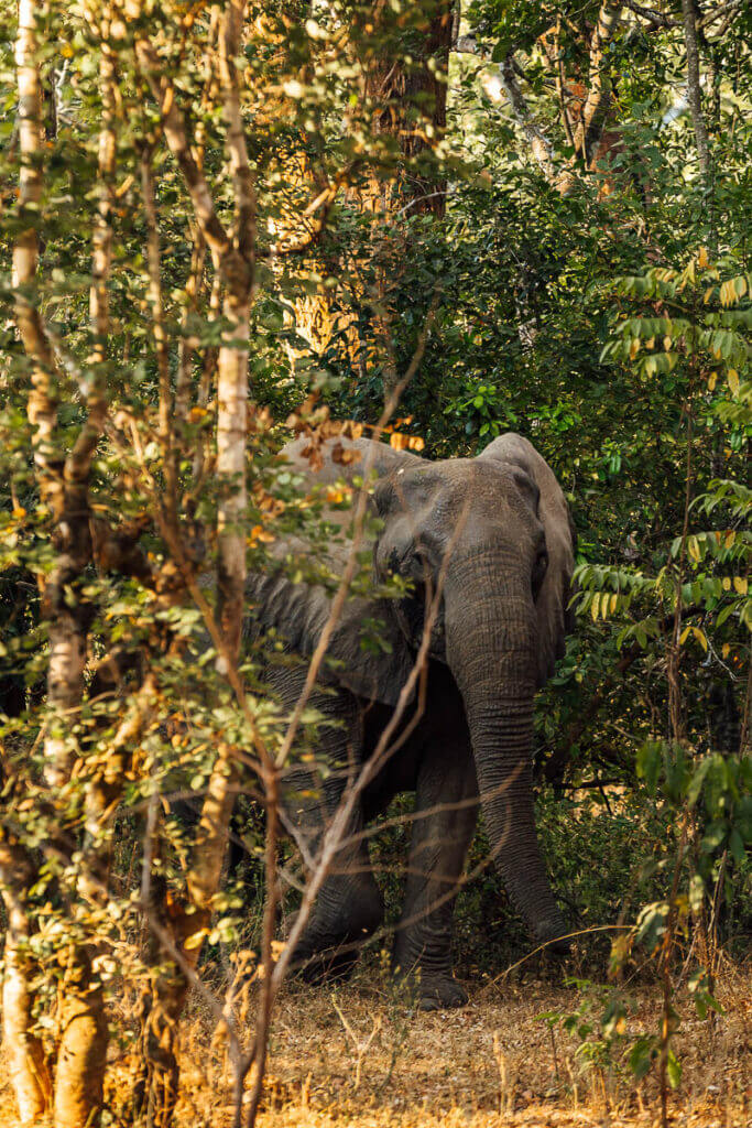 Malawi things to see: elephants