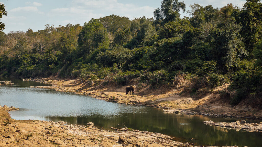 Elephant in Tongole Malawi things to see