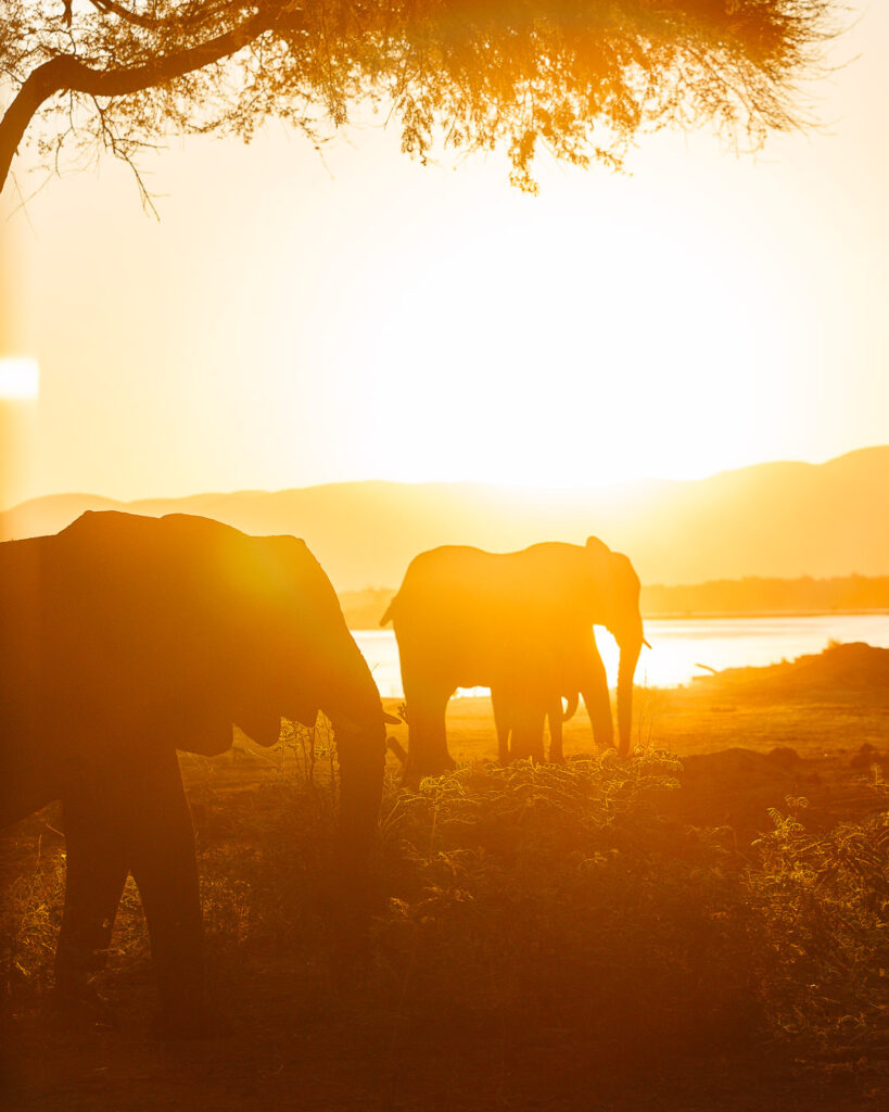 Elephants at sunset in Zambia