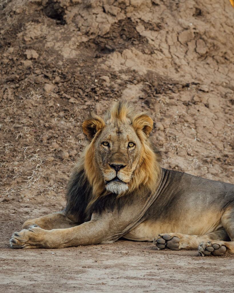 Wildlife photography of lion in Zambia