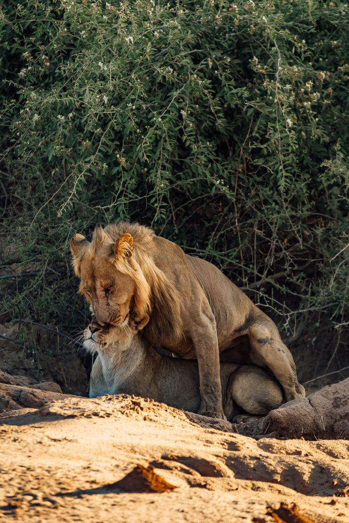 Wildlife photography of lion pair in Zambia