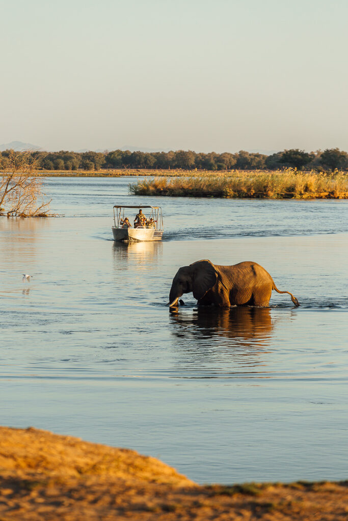 Elephant in Lower Zambezi Zambia