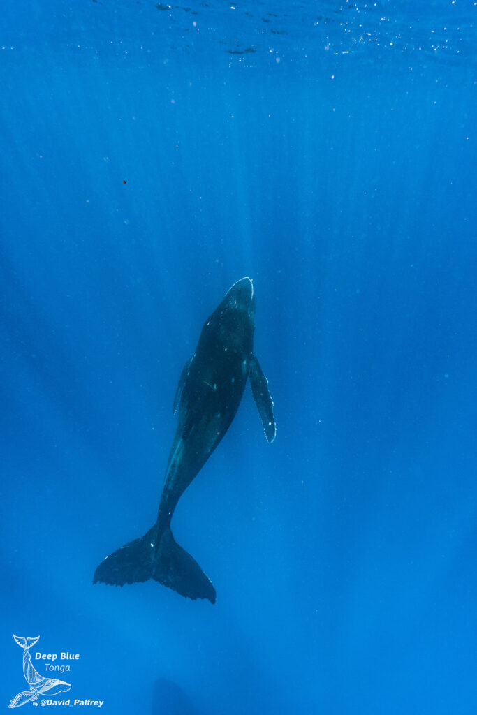 Humpback whale baby in Tonga