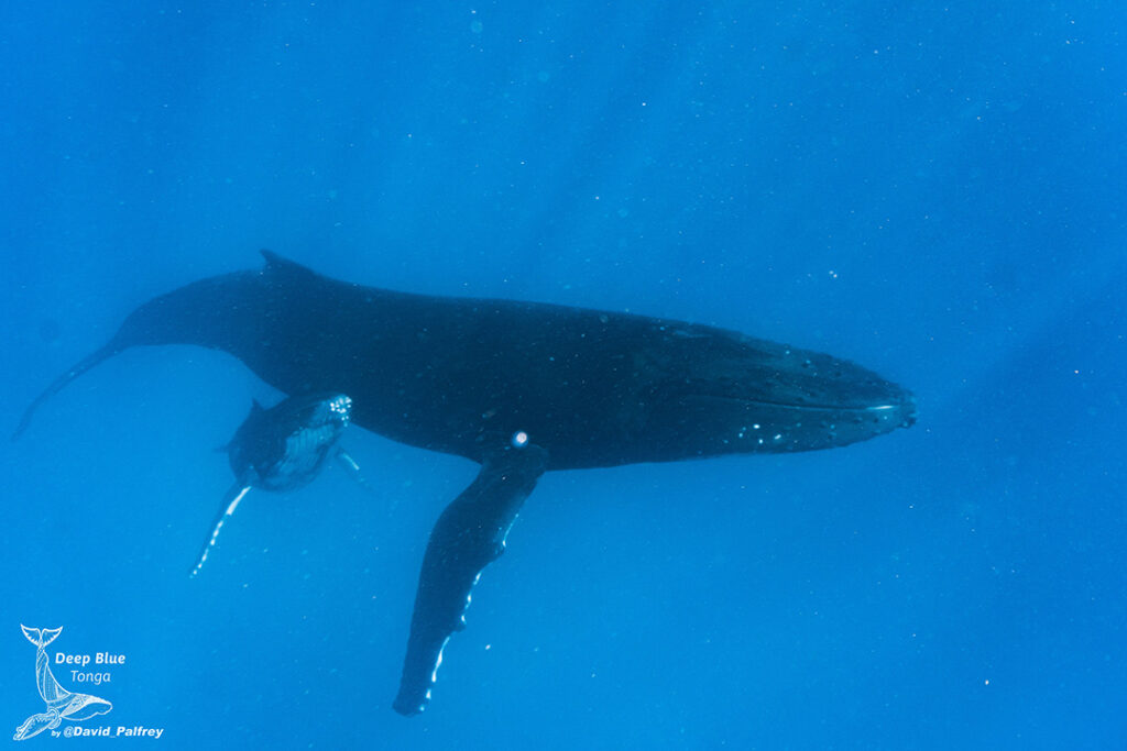 humpback whale and calf in Tonga