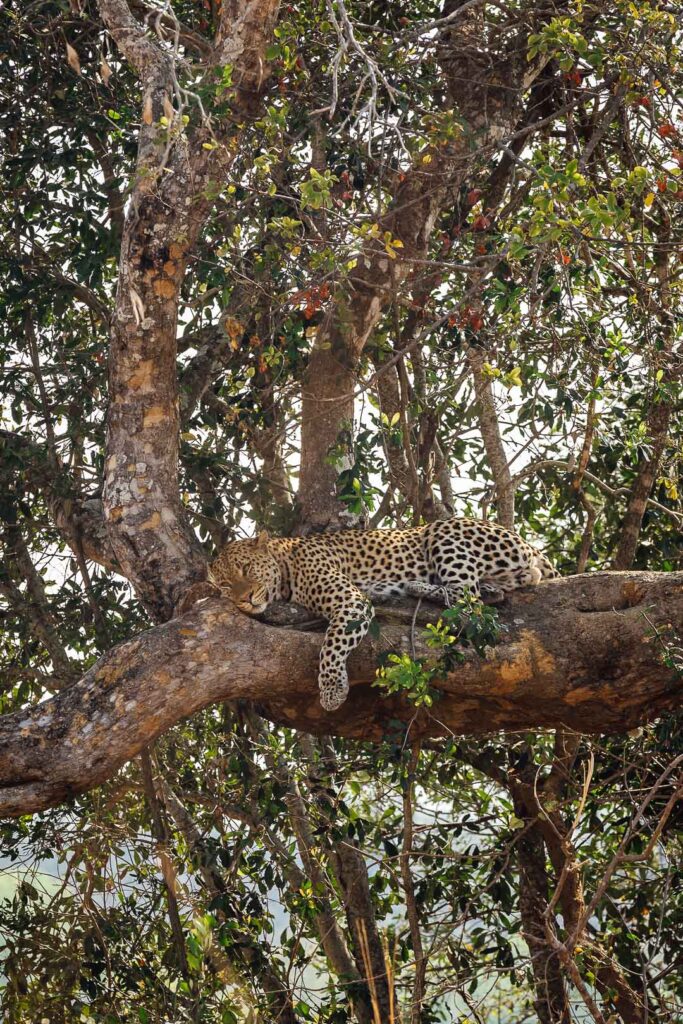 Leopard in Zambia