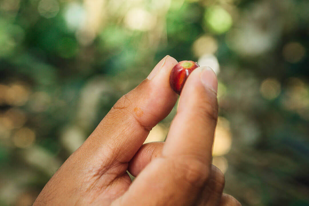 Coffee Bean in Bali