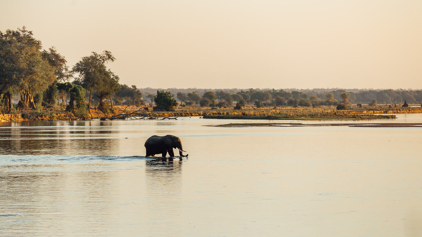Elephant in Zambia Lower Zambezi