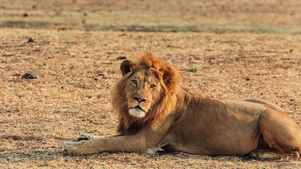 Zambia Lion in Kafue 