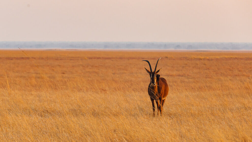 Sable Antelope in Zambia