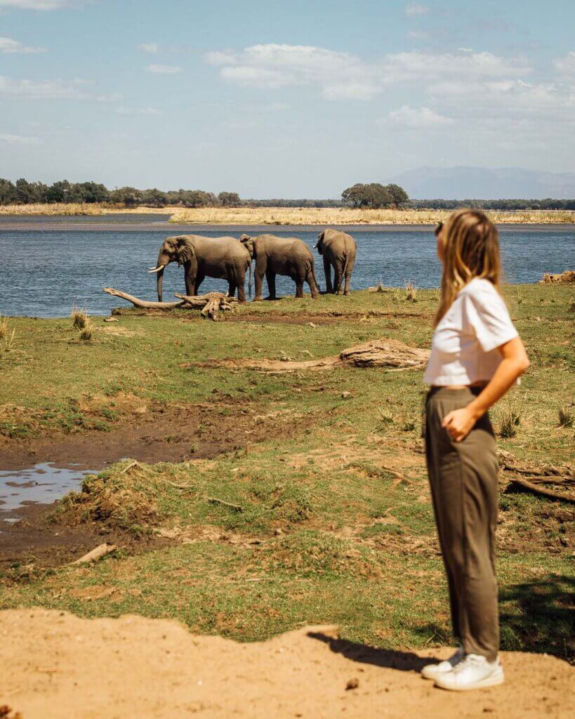 Zambia safari photography