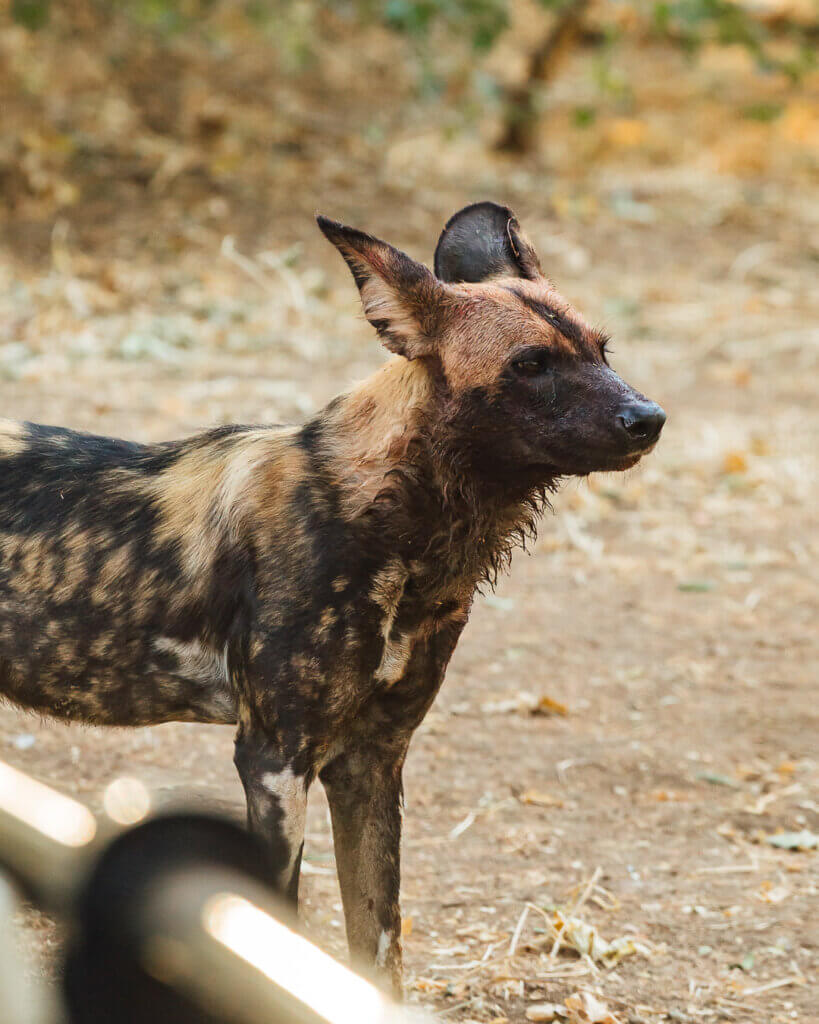 Wild dog Zambia safari photography